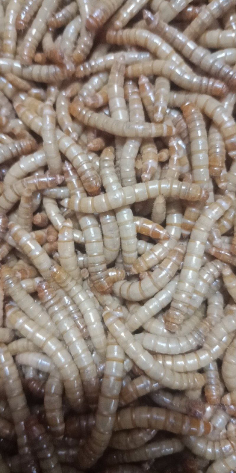 黄粉虫