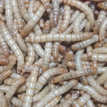 黄粉虫