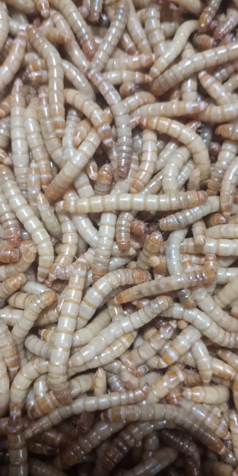 黄粉虫