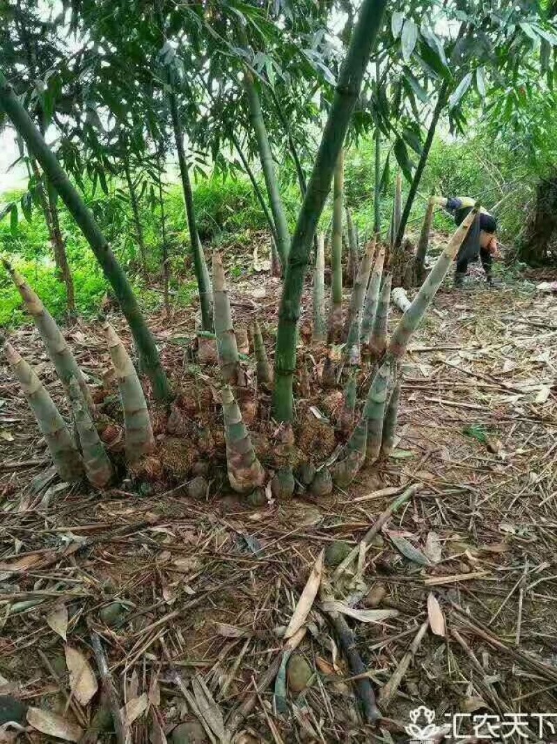 酸笋麻竹笋酸笋丝盐笋片笋丝螺丝粉专用酸笋竹苗