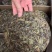 高山荒野白牡丹