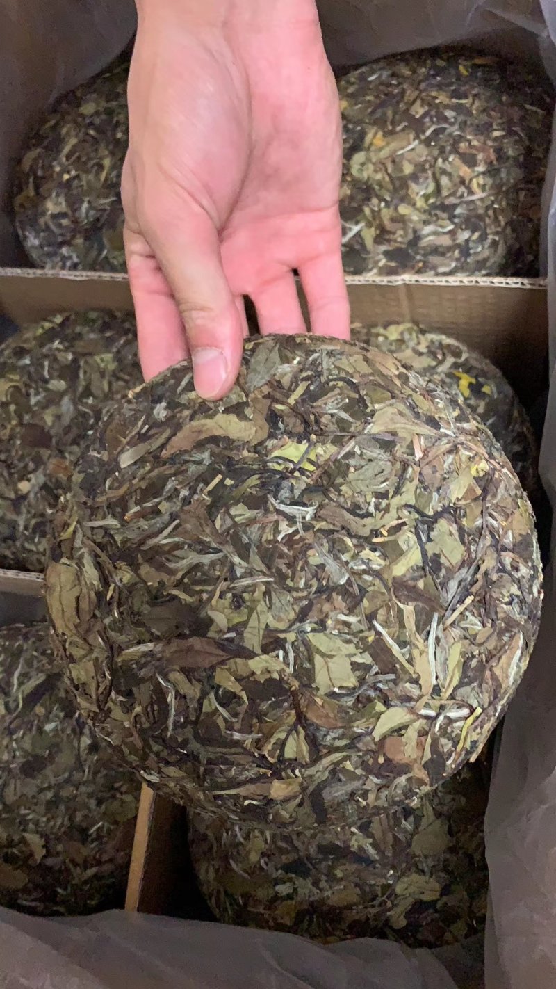 高山荒野白牡丹