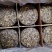 高山荒野白牡丹