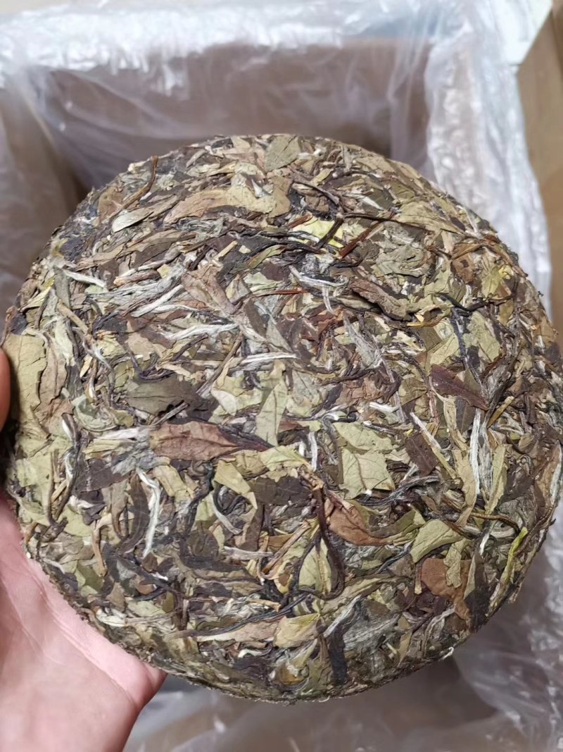 高山荒野白牡丹