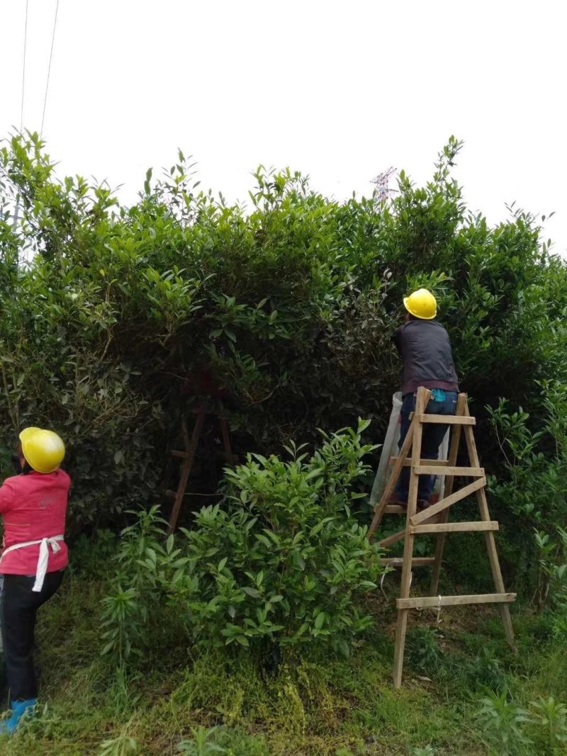 高山荒野白牡丹