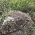 高山荒野白牡丹