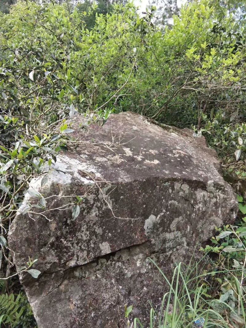 高山荒野白牡丹