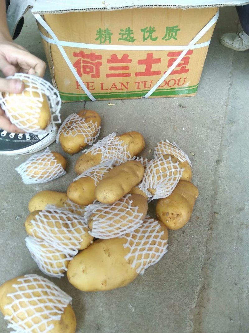 新鲜土豆产地直销大量批发山东荷兰十五土豆山东土豆批发市场