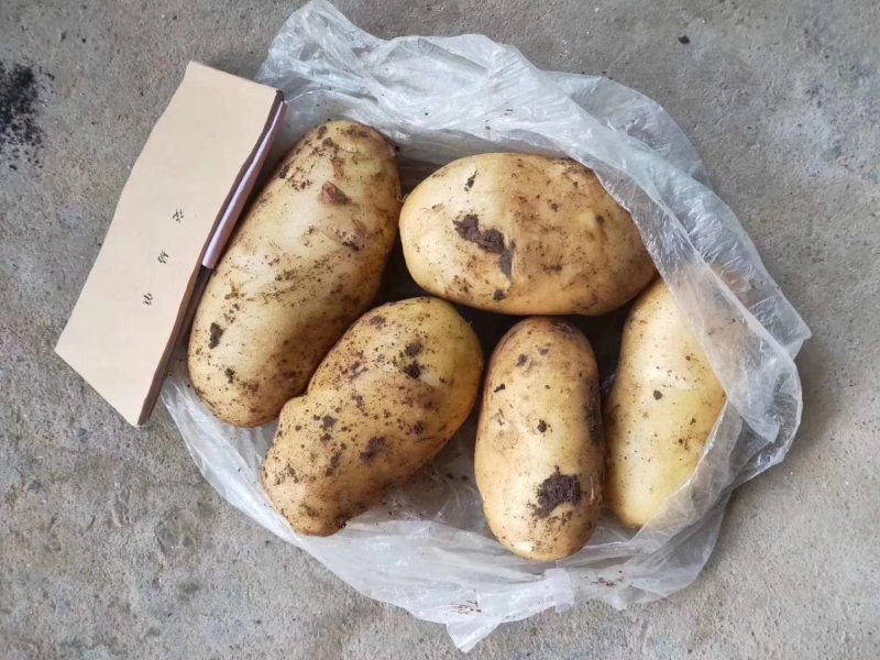 新鲜土豆产地直销大量批发山东荷兰十五土豆山东土豆批发市场