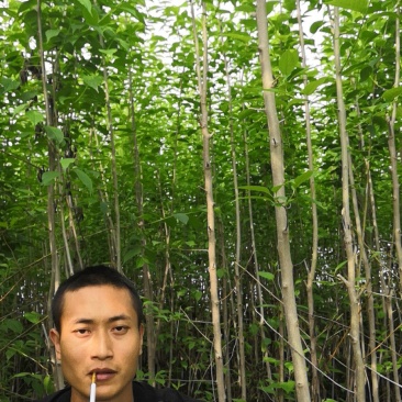杜仲树苗