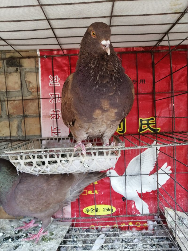 供应，园环鸽。青年鸽，元宝鸽，白羽王鸽，雪花鸽，品种多