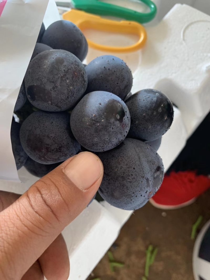 云南精品夏黑.黑提.大量上市！欢迎各地客商来收购！