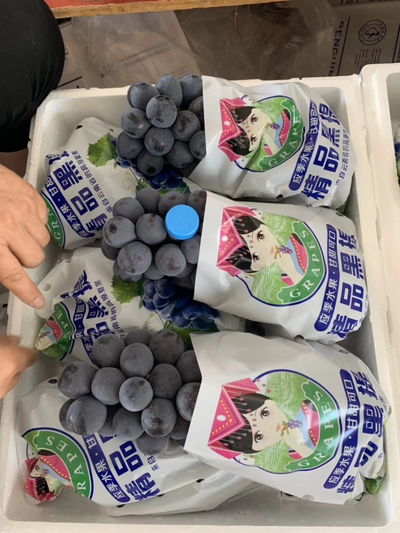 云南精品夏黑.黑提.大量上市！欢迎各地客商来收购！