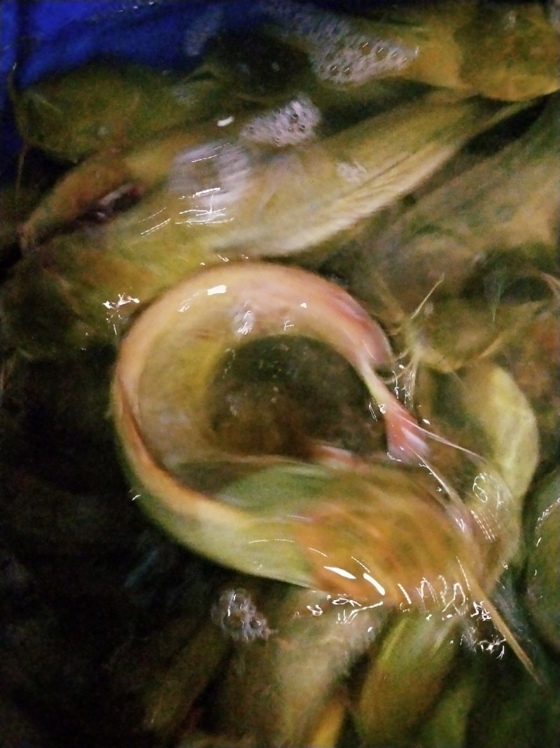 塘虱