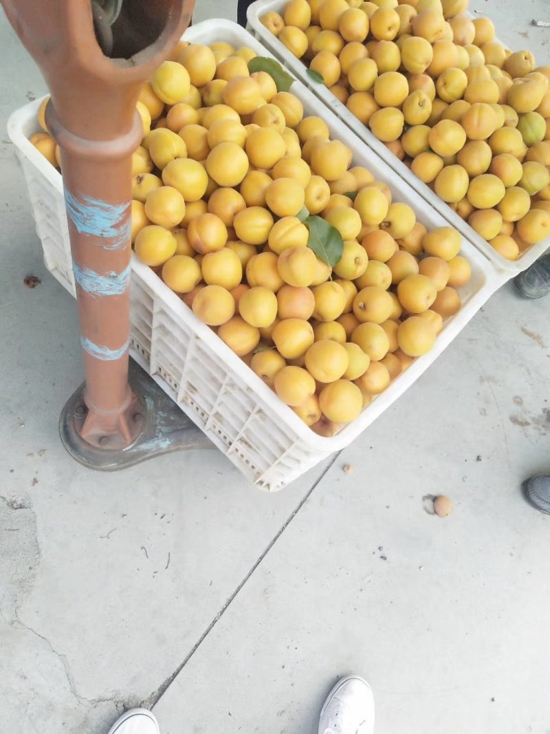 金太阳商品杏，上市，有需要的老板可以联系