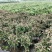 苹果盆栽红肉苹果盆景苹果树盆景室内外南北种植当年结果