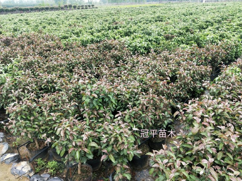 苹果盆栽红肉苹果盆景苹果树盆景室内外南北种植当年结果