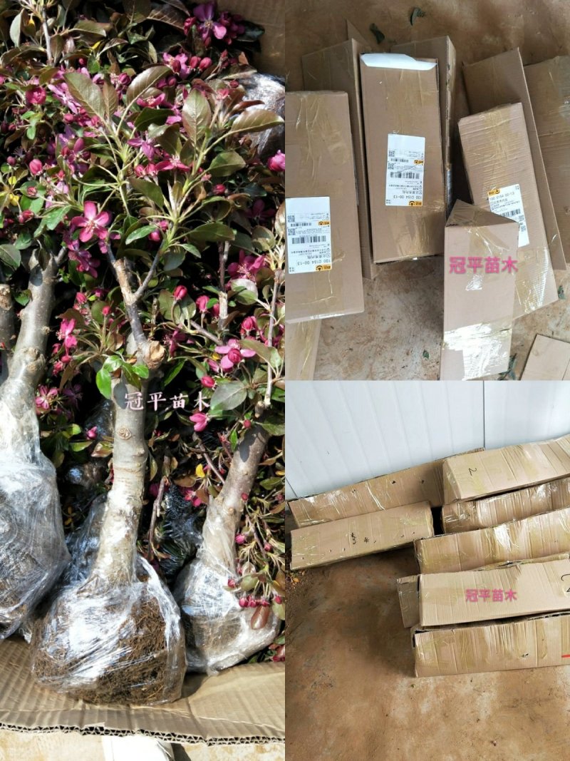苹果盆栽红肉苹果盆景苹果树盆景室内外南北种植当年结果
