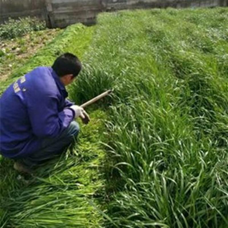 进口多年生黑麦草种子牧草种子易种植耐寒产量高营养丰富
