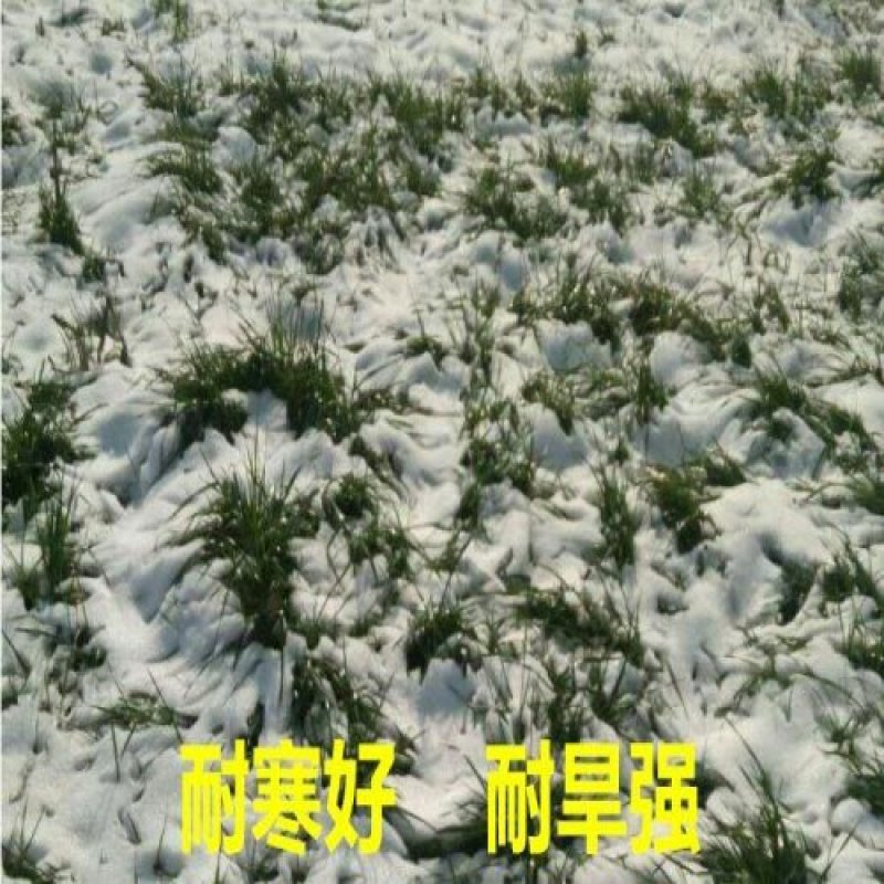 进口多年生黑麦草种子牧草种子易种植耐寒产量高营养丰富