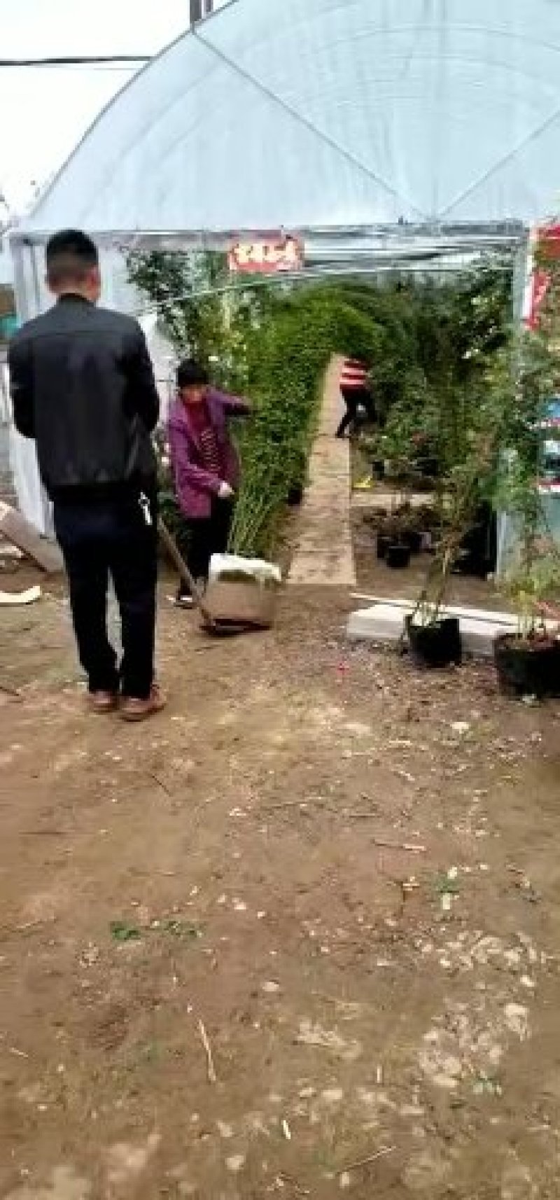 月季花苗大花月季盆栽欧月月季爬藤月季蔷薇月季花苗工程苗