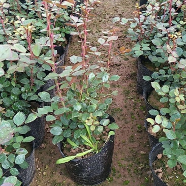 月季花苗大花月季盆栽欧月月季爬藤月季蔷薇月季花苗工程苗