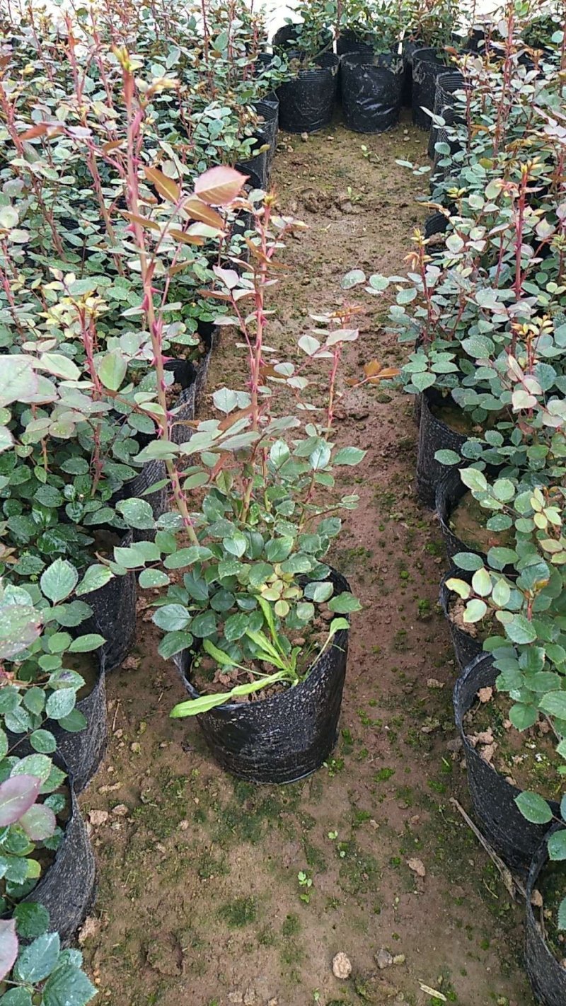 月季花苗大花月季盆栽欧月月季爬藤月季蔷薇月季花苗工程苗