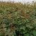 月季花苗大花月季盆栽欧月月季爬藤月季蔷薇月季花苗工程苗