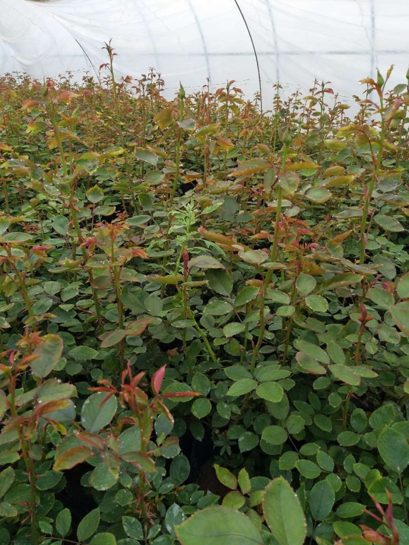 月季花苗大花月季盆栽欧月月季爬藤月季蔷薇月季花苗工程苗