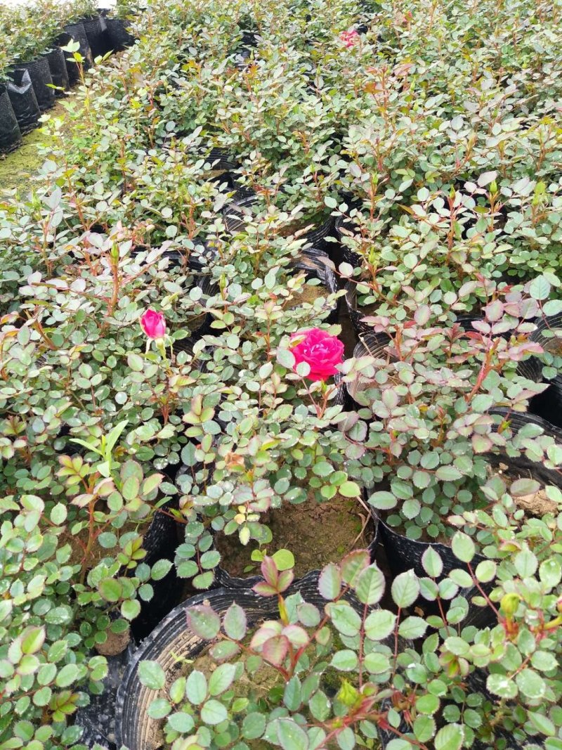 月季花苗大花月季盆栽欧月月季爬藤月季蔷薇月季花苗工程苗