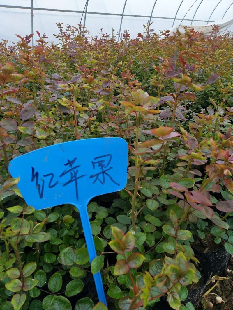 月季花苗大花月季盆栽欧月月季爬藤月季蔷薇月季花苗工程苗