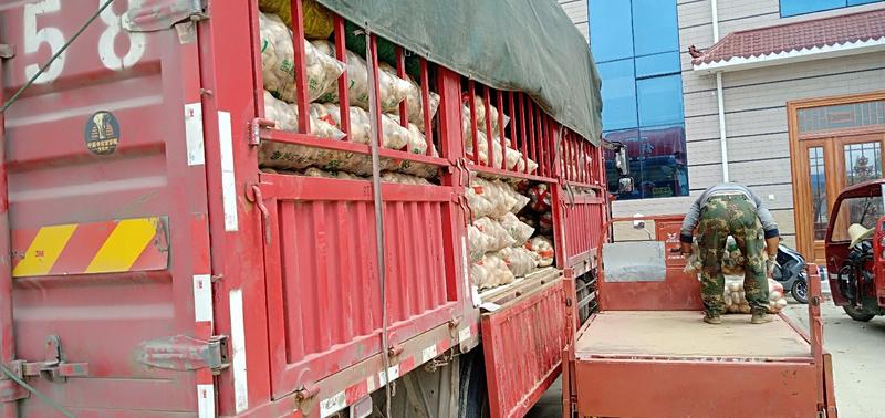 【汉中土豆】早大白土豆3两以上全国发货:日供货六十吨