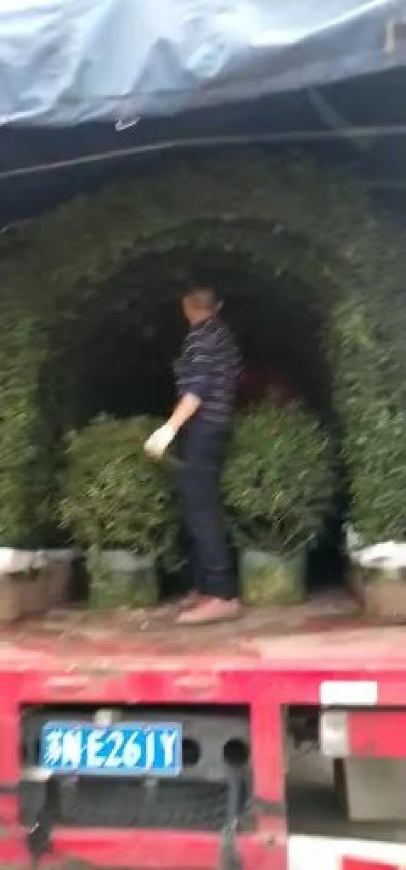 月季花苗大花月季盆栽欧月月季爬藤月季蔷薇月季花苗工程苗