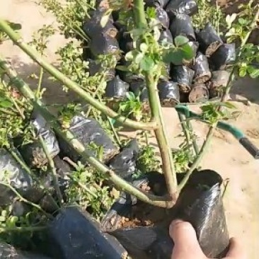 月季花苗大花月季盆栽欧月月季爬藤月季蔷薇月季花苗工程苗