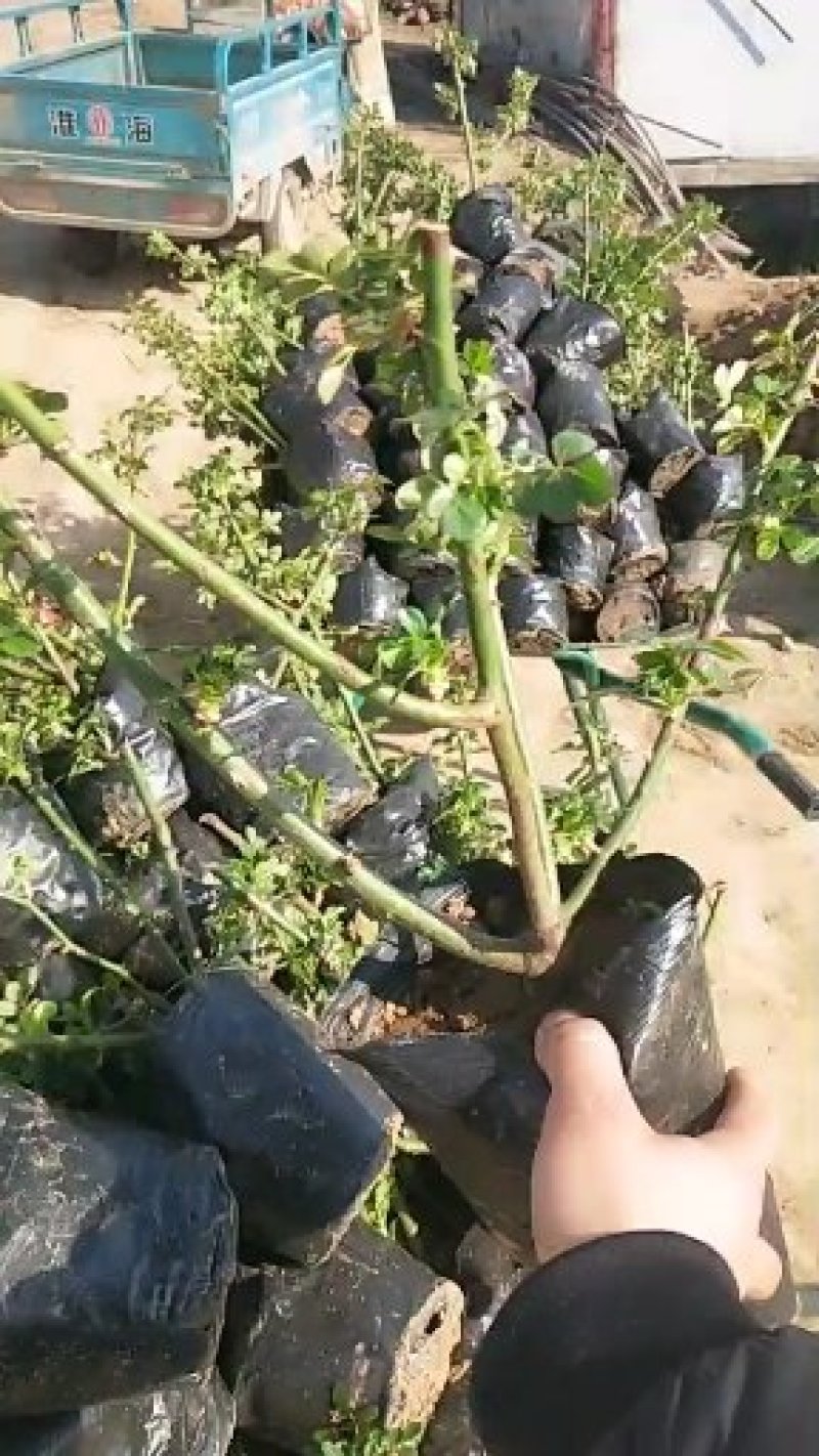 月季花苗大花月季盆栽欧月月季爬藤月季蔷薇月季花苗工程苗