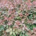 月季花苗大花月季盆栽欧月月季爬藤月季蔷薇月季花苗工程苗