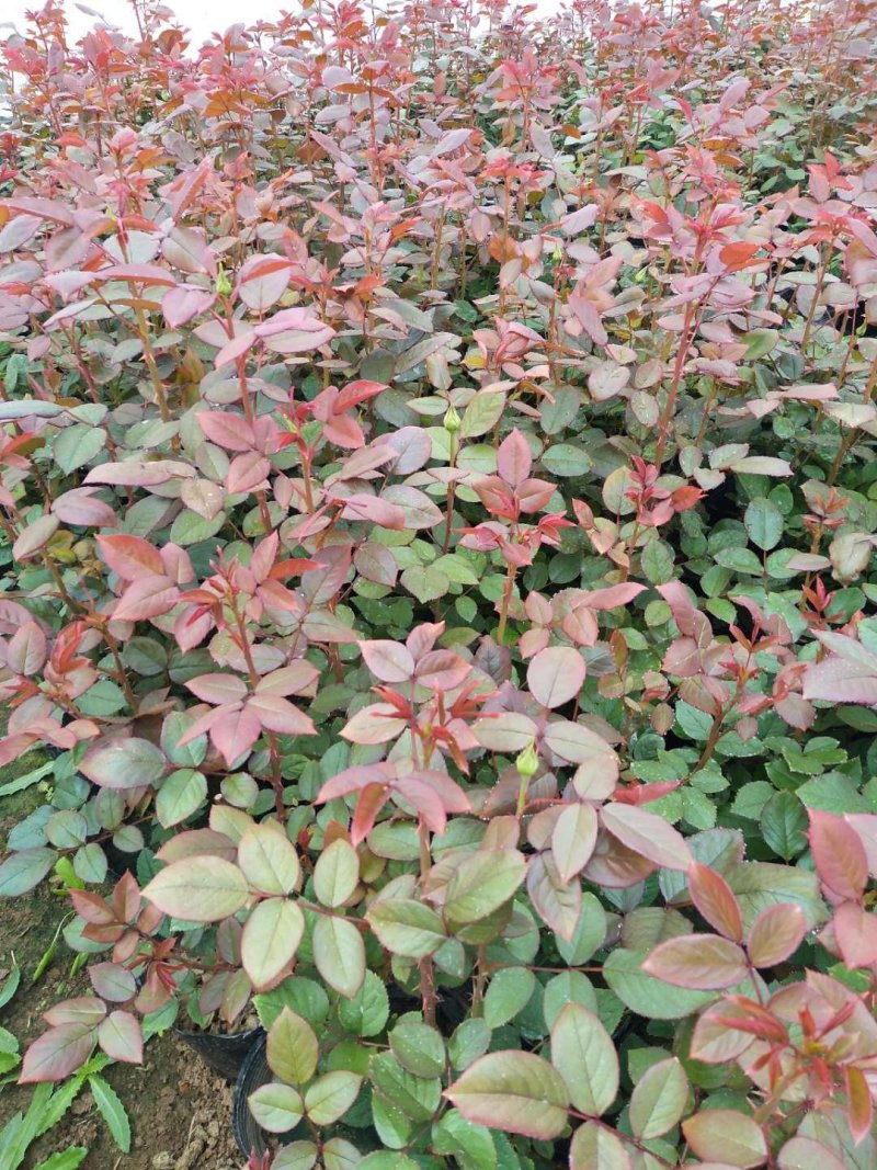 月季花苗大花月季盆栽欧月月季爬藤月季蔷薇月季花苗工程苗