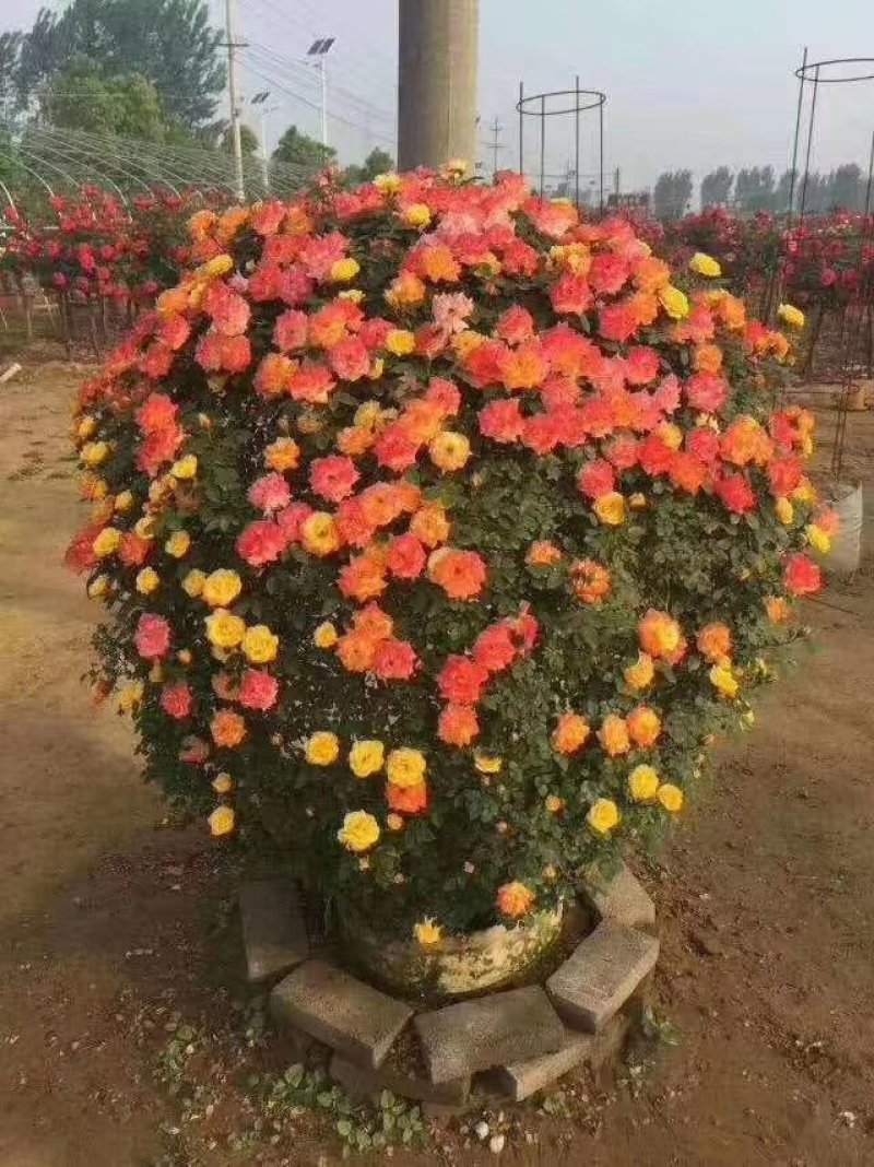 月季花苗大花月季盆栽欧月月季爬藤月季蔷薇月季花苗工程苗