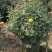 月季花苗大花月季盆栽欧月月季爬藤月季蔷薇月季花苗工程苗