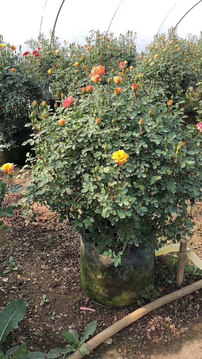 月季花苗大花月季盆栽欧月月季爬藤月季蔷薇月季花苗工程苗