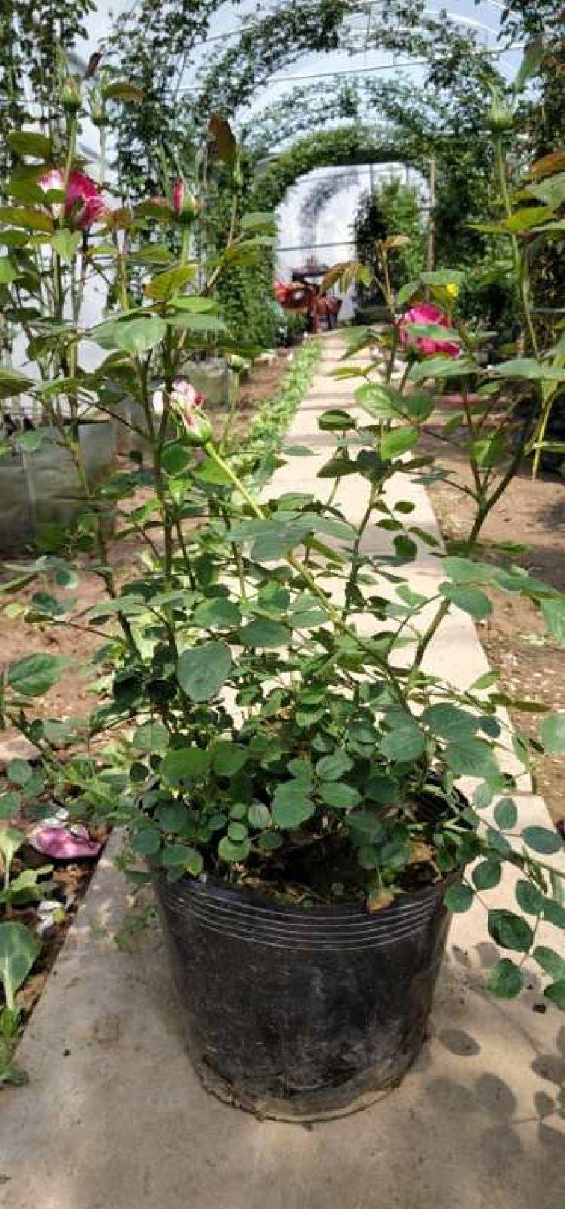 月季花苗大花月季盆栽欧月月季爬藤月季蔷薇月季花苗工程苗