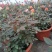 月季花苗大花月季盆栽欧月月季爬藤月季蔷薇月季花苗工程苗