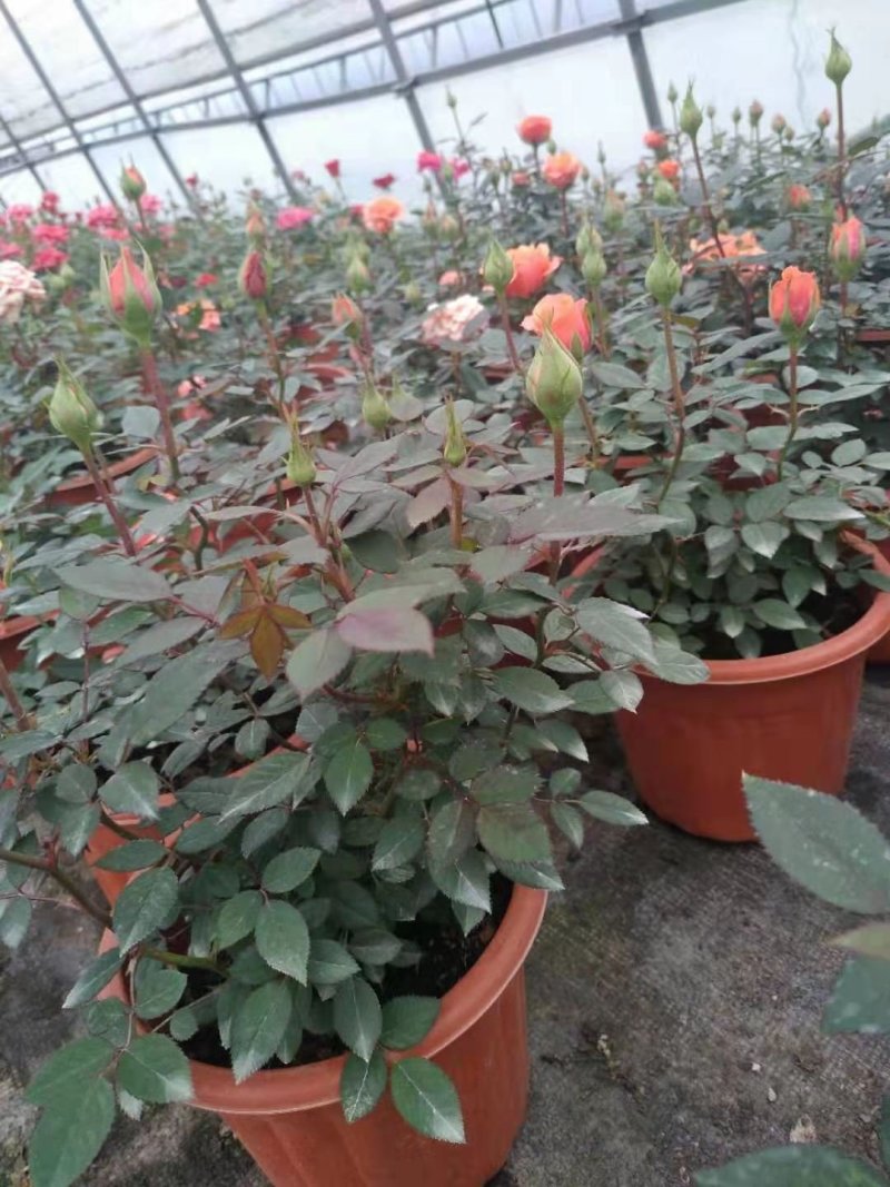 月季花苗大花月季盆栽欧月月季爬藤月季蔷薇月季花苗工程苗