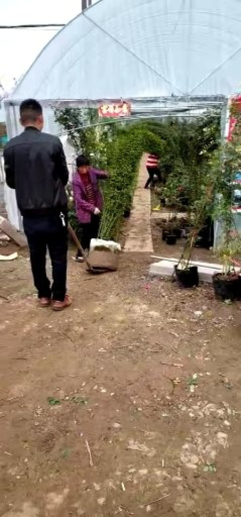 月季花苗大花月季盆栽欧月月季爬藤月季蔷薇月季花苗工程苗