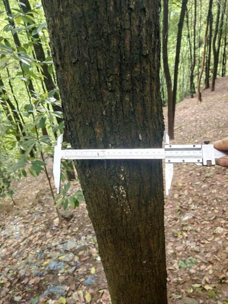香樟树油樟