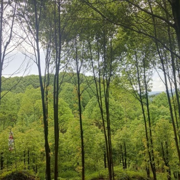 香樟树油樟