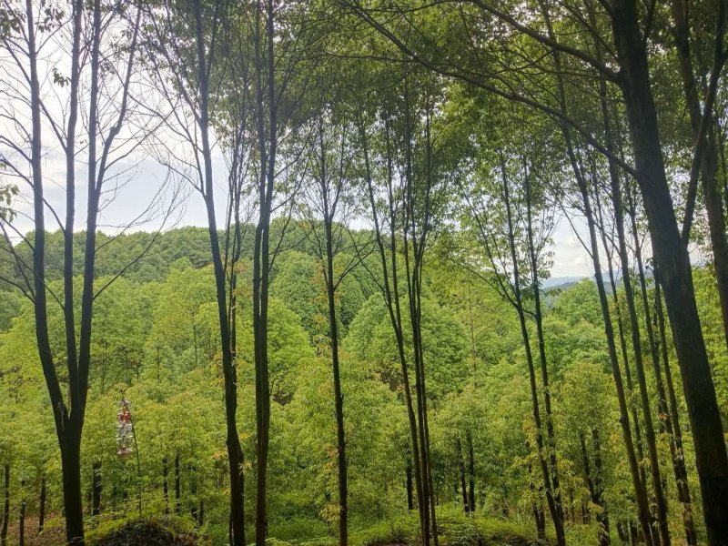 香樟树油樟