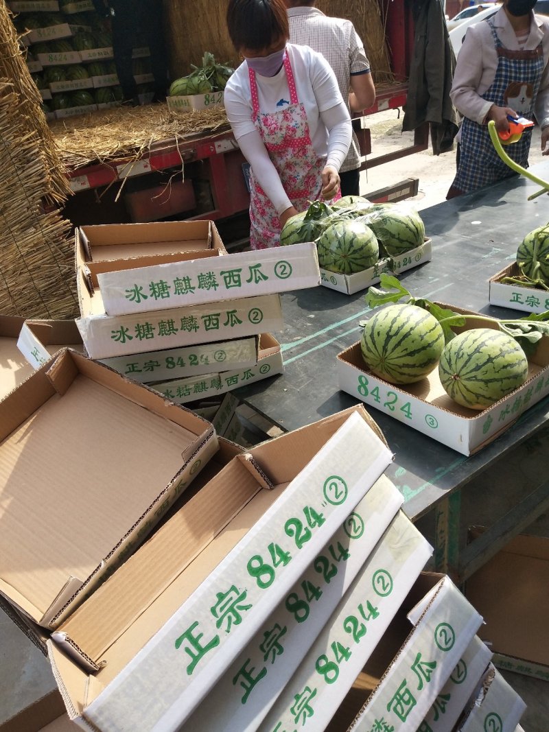 实力推荐，8424精品西瓜，产地直供，质量上乘！