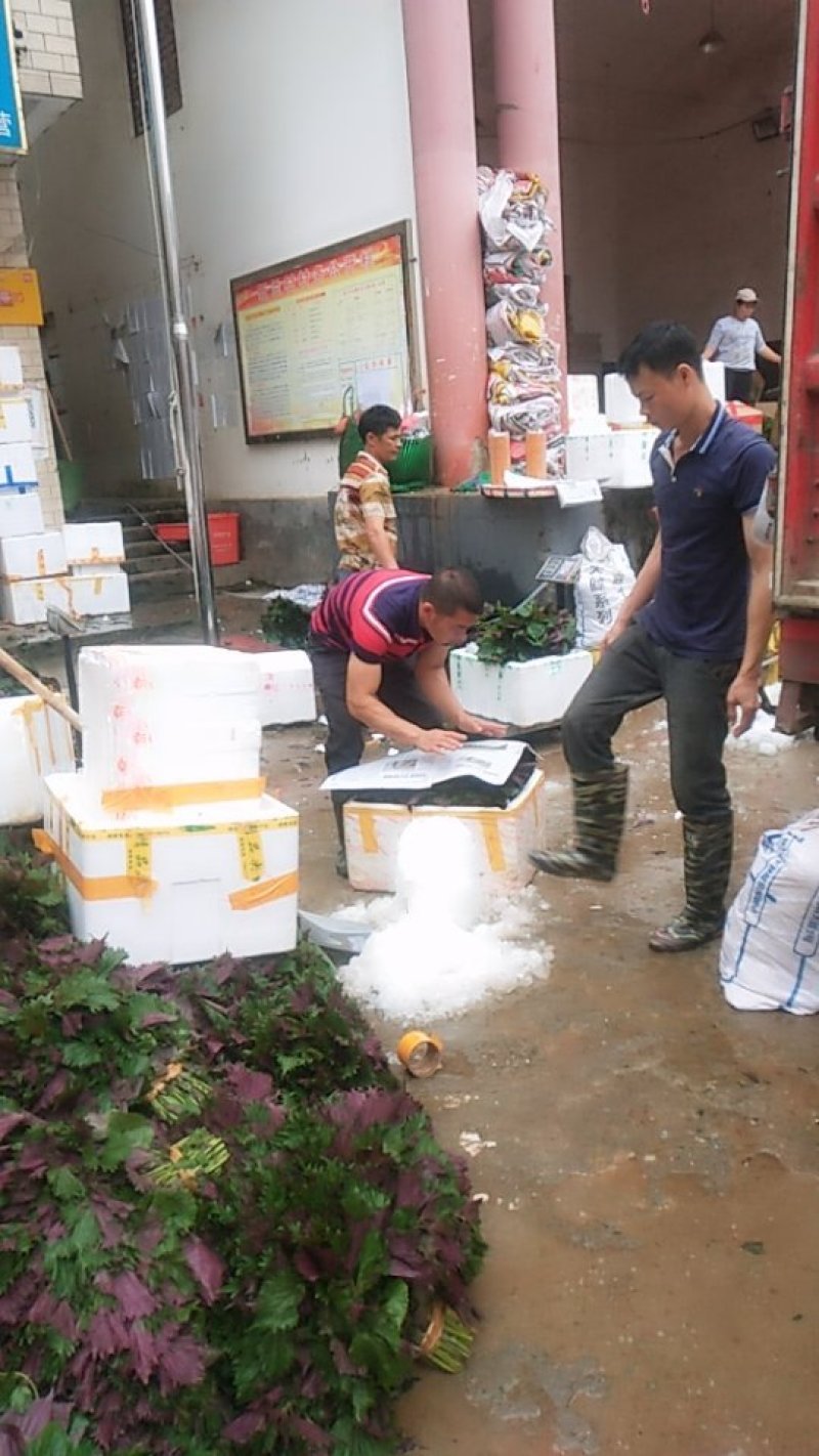 紫苏，长年供应手工干净干货水货