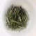 特级白毫银针